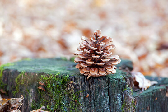 pine cone on a stump. pine cone on stump in the pine tree forest. old stump, green moss. macro photo. natural background, autumn time, close-up.