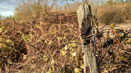 old abandoned vineyard at sunset. Nature, a village garden, dry grass, autumn season. Wine industry, decline, abandonment, unkempt vines. Beautiful landscape outside the city. Warm sunny weather