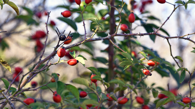 red berries of wild rose in the autumn forest. red berries on a yellow-green blurred autumn natural background. berries on a branch in the forest. shrub with berries. used in medicine and cosmetics