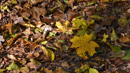Dry leaves on the ground in a beautiful autumn forest. autumn background, fallen leaves in a forest or park. Grove. selective soft focus. autumn colors, beautiful season. autumn season, first frosts