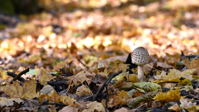 mushroom umbrella. Lepiota helveola. Macrolepiota procera. mushroom in autumn forest and dry leaves. Mushroom Parasol. autumn background. edible mushroom, nature close-up. poisonous. space for text