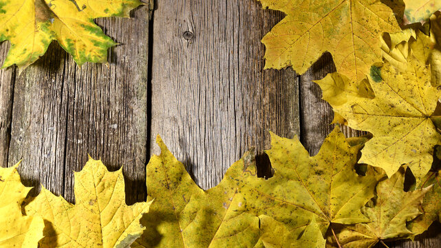 Autumn maple leaves on wooden background. Top view, copy space. Maple leaves for an autumn background. Close-up, space for text. Old wooden boards.