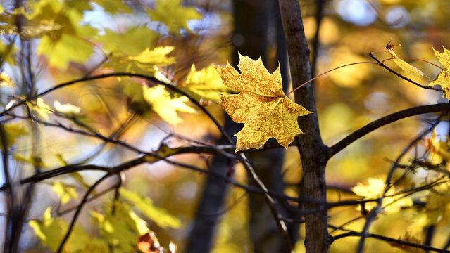 Beautiful autumn landscape with yellow maple leaves. Colorful foliage in the park. Falling leaves natural background. Autumn season concept. warm autumn forest, close-up