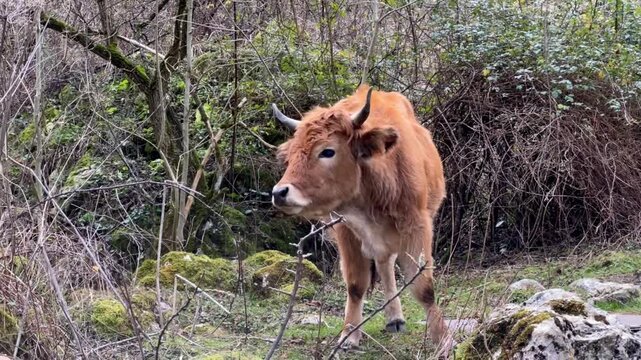 Vaca asturiana observando en Bulnes, Asturias