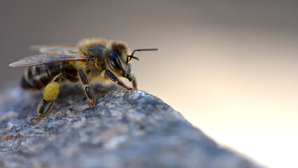 European honey bee. Beneficial insect. Pollen on legs. Garden pollinator. Bees produce fresh, healthy, honey. Beekeeping concept. macro photo. close-up. isolated. space for text