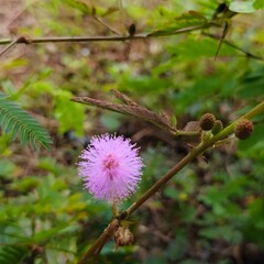 Delicate Mimosa plant with its soft, sensitive leaves captured in gentle natural light. This serene nature photograph highlights the fragile beauty and unique texture of the plant.