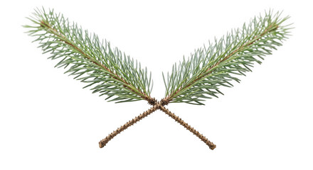 Two fresh green spruce branches crossed on a clean background.