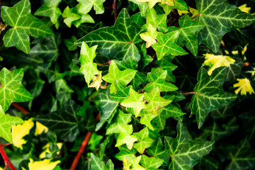green leaves in the garden