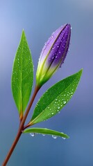 Obraz premium Macro View of a Closed Purple Flower Bud Covered in Water Droplets on a Stem with Green Leaves Against a Soft Blue Gradient Background