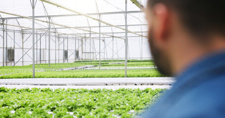 Man, back and greenhouse with inspection for agriculture, sustainability and growth for leafy greens. Person, plants and industrial farming with vegetables, check and eco friendly for food production