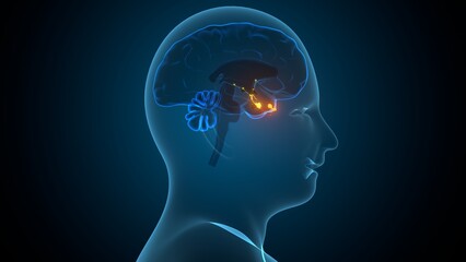 Human pituitary gland anatomy. 3d illustrations