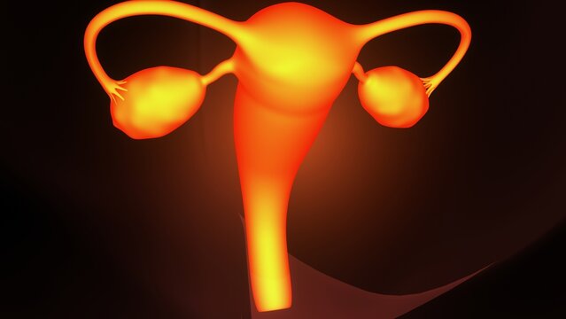 Female ovary anatomy. 3d illustrations