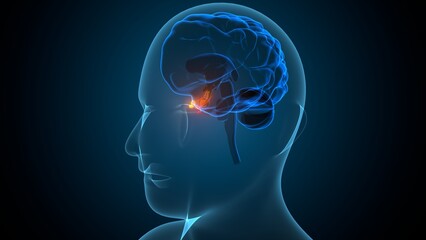 Human pituitary gland anatomy. 3d illustrations