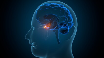 Human pituitary gland anatomy. 3d illustrations