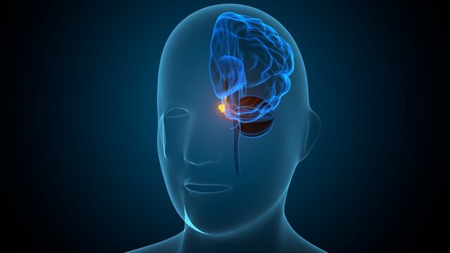 Human pituitary gland anatomy. 3d illustrations