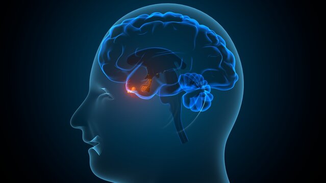 Human pituitary gland anatomy. 3d illustrations