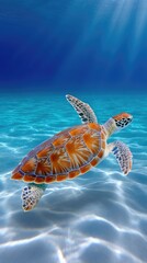 Green sea turtle swims gracefully in shallow clear blue ocean water with sunlight filtering from above onto sandy seabed