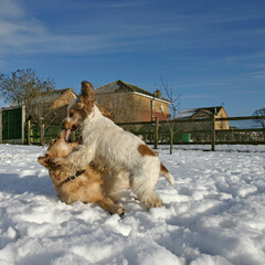 Golden retriever dog and Cocker Spaniel in the snow