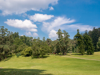 Tropical botanical garden in mountain highland with open grassy area and forest under bright blue sky