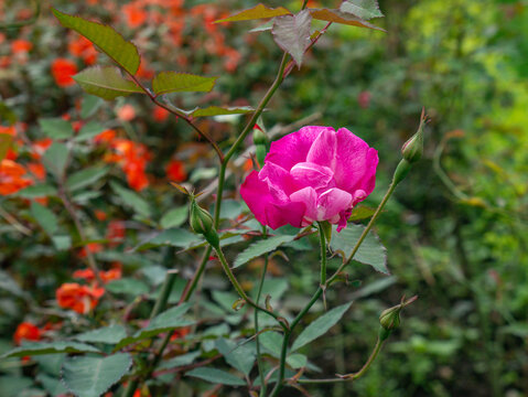 Beautiful pink rose flower blooming in tropical botanical garden surrounded by natural greenery and colorful flowers