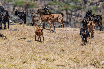 Feral Goats (The goat or domestic goat (Capra hircus) is a species of goat-antelope that is mostly kept as livestock) .  near Kaupo. Hawaii Route 31 ( Pi'ilani Highway ), Maui, Hawaii. 