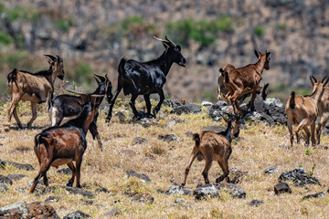 Obraz premium Feral Goats (The goat or domestic goat (Capra hircus) is a species of goat-antelope that is mostly kept as livestock) . near Kaupo. Hawaii Route 31 ( Pi'ilani Highway ), Maui, Hawaii. 