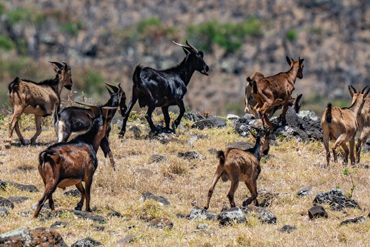 Feral Goats (The goat or domestic goat (Capra hircus) is a species of goat-antelope that is mostly kept as livestock) .  near Kaupo. Hawaii Route 31 ( Pi'ilani Highway ), Maui, Hawaii. 