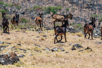 Feral Goats (The goat or domestic goat (Capra hircus) is a species of goat-antelope that is mostly kept as livestock) .  near Kaupo. Hawaii Route 31 ( Pi'ilani Highway ), Maui, Hawaii. 