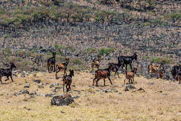 Feral Goats (The goat or domestic goat (Capra hircus) is a species of goat-antelope that is mostly kept as livestock) .  near Kaupo. Hawaii Route 31 ( Pi'ilani Highway ), Maui, Hawaii. 