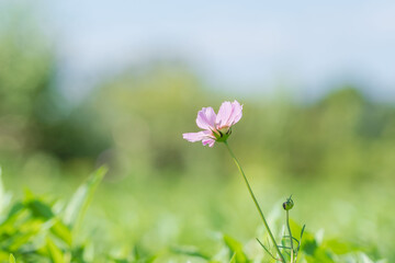 秋の野原のコスモスの花08