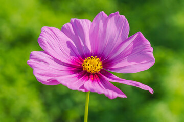 Fototapeta premium 秋の野原のコスモスの花アップ17