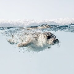 Obraz premium Seal swimming gracefully in clear waters near ice, showcasing natural beauty and marine wildlife