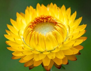 Close-up view of a vibrant yellow and orange flower in full bloom against a soft green backdrop