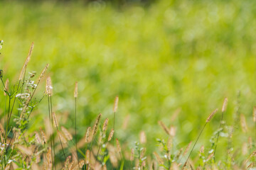 秋の野山　エノコログサが日差しに輝く05