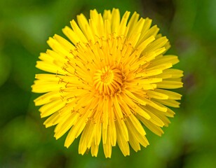 Close-up view of a vibrant yellow flower with numerous radiating petals on a blurred background