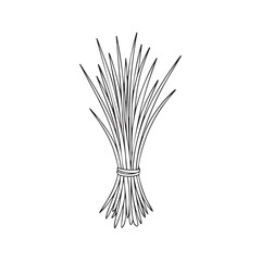 Lemongrass Herb Bunch Botanical Line Vector