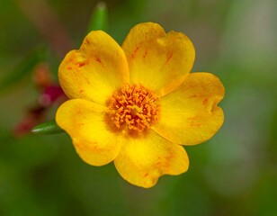 Close-up view of a vibrant yellow flower with red freckles and a green background
