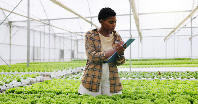 Woman, writing and inspection in greenhouse, plants and sustainability for crops and horticulturist. Agriculture, hydroponic farming and black person with clipboard for quality assurance and notes