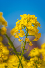 Rapeseed fields in Edogawa Sports Park, Misato, Japan