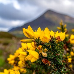 Close-up view of bright yellow gorse flowers with a blurred mountain background and cloudy sky