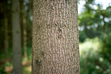 Macro photo of rough tree bark in forest