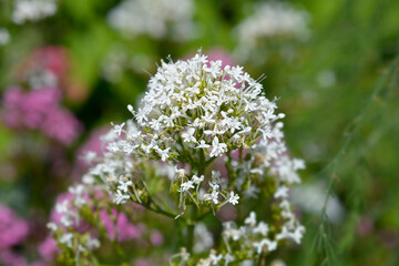 Obraz premium Red valerian white flower - Latin name - Centranthus ruber Albus