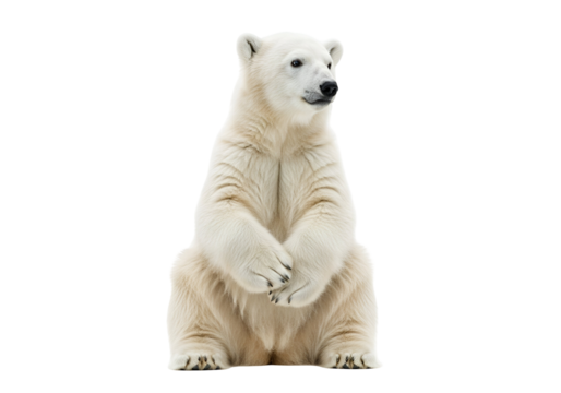 Adorable Young Polar Bear Sitting Upright, with Pristine White Fluffy Fur and Sweet Expression, isolated on transparent background.