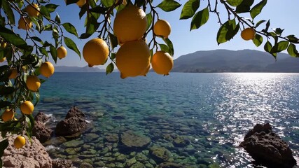Framing lemon branch above clear sea with ripe lemon cluster and glossy leaf detail, rocky shore and turquoise water, distant island silhouette and bright sunlight reflecting on rippling surface - Powered by Adobe