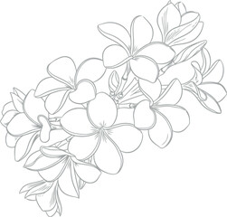 Delicate outline drawing of a cluster of tropical plumeria flowers