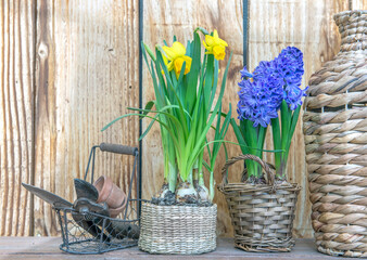 flower potted narcissus and hyacinth with a vase  and gardening tools on a table on wooden background