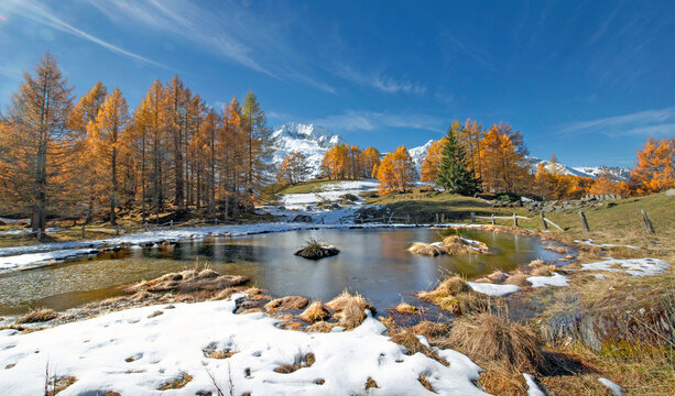 autumnal alpine landscape with frozen pond and golden larch trees in forest and snowy peak mountain background in tarentaise valley, France - Powered by Adobe