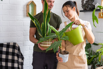A woman waters home plants from her collection of rare species from a watering can, grown with love...