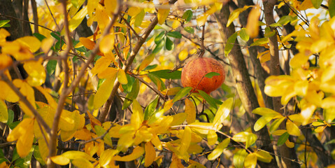Melagrana matura tra foglie gialle d&rsquo;autunno, simbolo di natura, abbondanza e stagionalit&agrave; con spazio vuoto