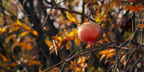 Melagrana matura tra foglie gialle d&rsquo;autunno, simbolo di natura, abbondanza e stagionalit&agrave; con spazio vuoto